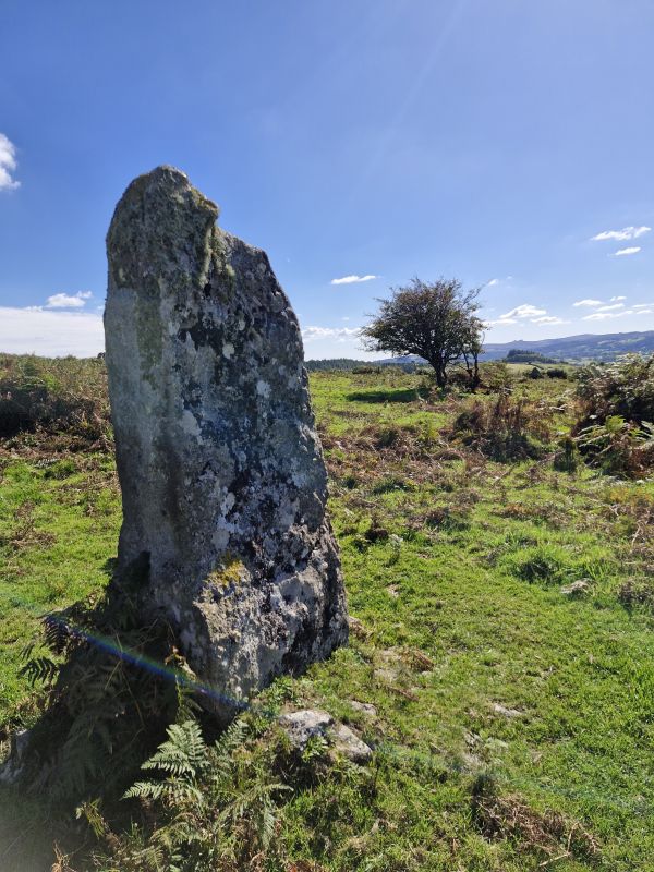 Photo of standing stone with tree behind